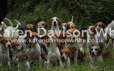 Looking at Hounds (Harriers please) – well mostly.