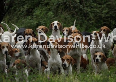 IMG_2326Waveney harriers karendavisonwhite