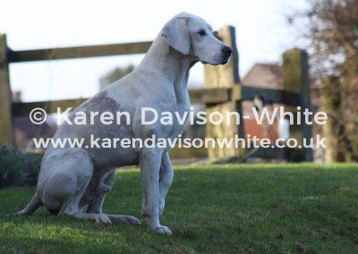 img_2584north-norfolk-harrier-karendavisonwhite