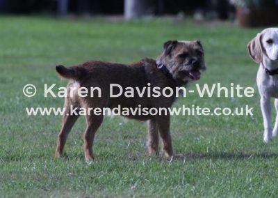 IMG_2647border and beagle kdwimage