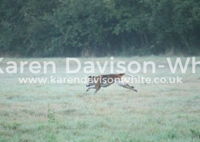 IMG_2667karendavisonwhite