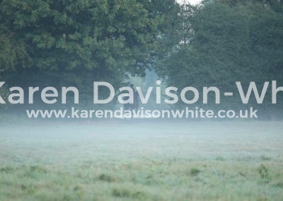 IMG_2689helen karendavisonwhite