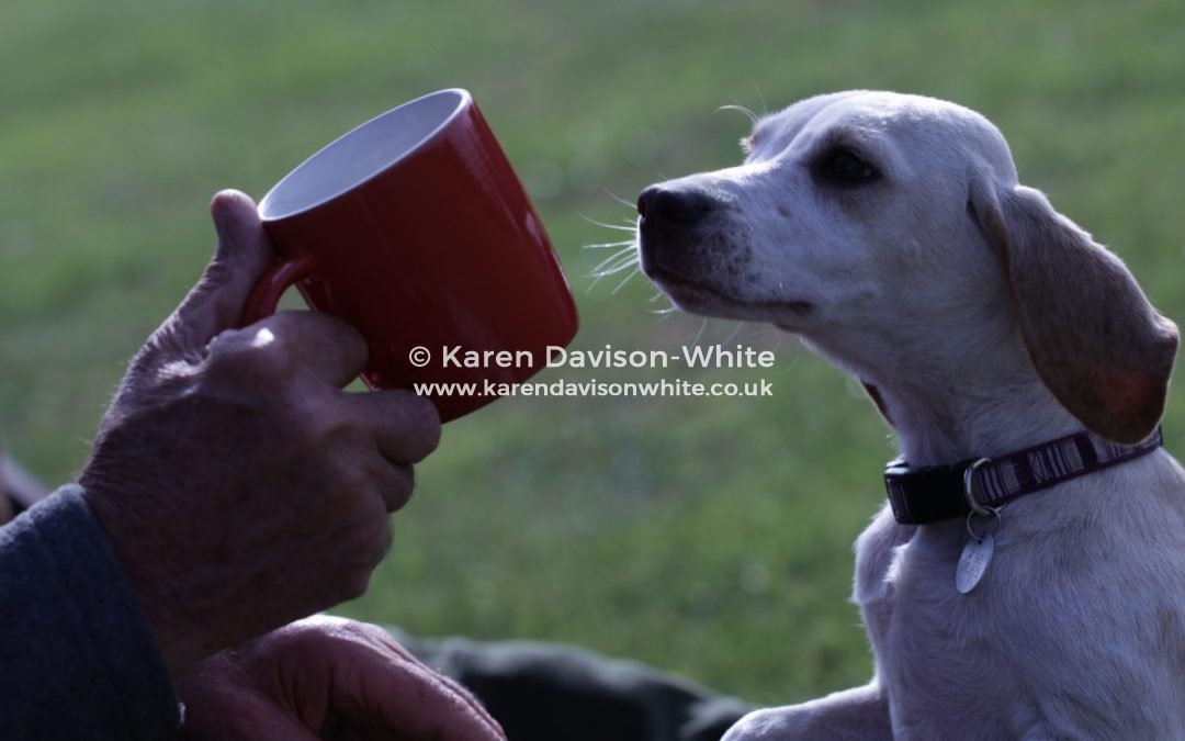 Adventures of a couple of Beagles