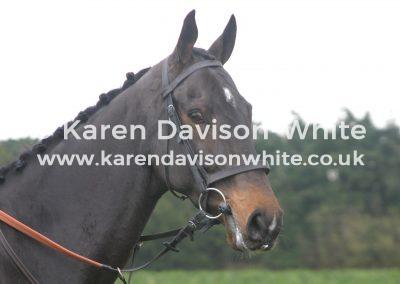 img_2841ciderlay-kdwimagehorse-head-image