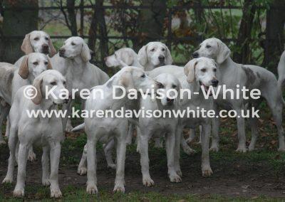 img_2878north-norfolk-harriers-kdwimage1