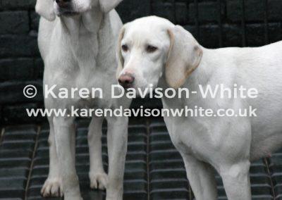 img_3152nnhkarendavisonwhite2014