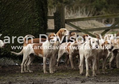 IMG_3152South Wold foxhounds
