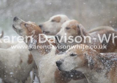 IMG_3221South Wold Foxhounds