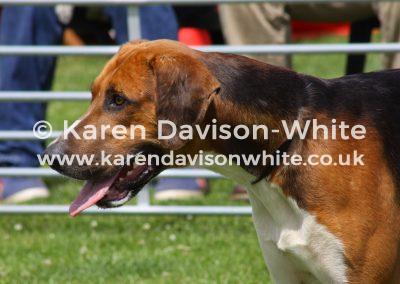 img_3371old-english-head-karendavisonwhite-co-uk