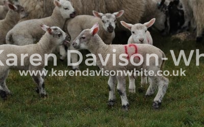 Life on a farm in the Lincolnshire Wolds