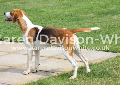 IMG_3644Easton Cornflower Granta Smolten'07 Countess '06 karendavisonwhite