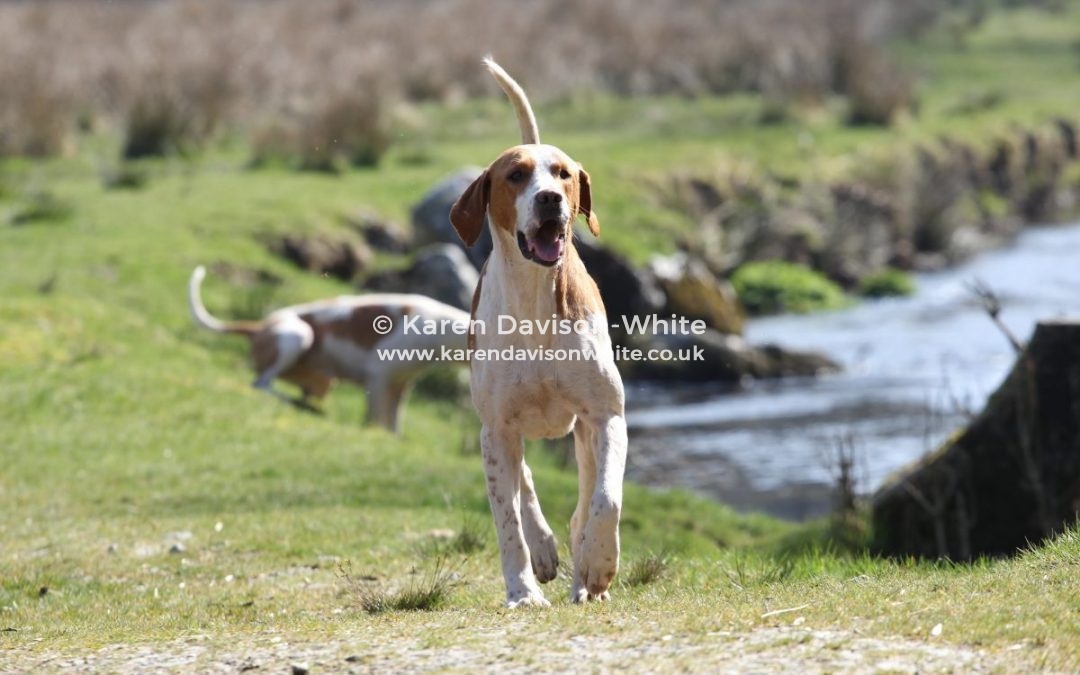 Exmoor Foxhounds 29.3.19 Last meet of the season.
