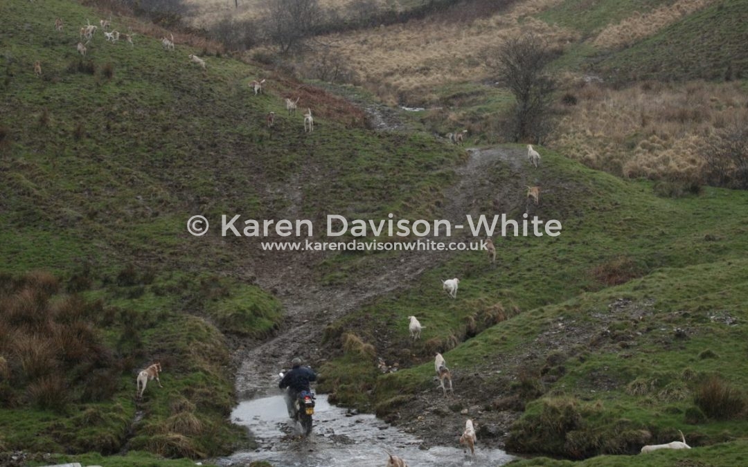 Stars of the West -Exmoor Foxhounds
