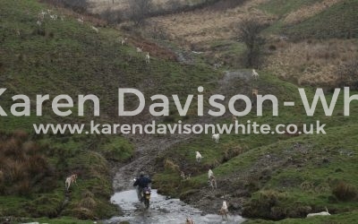 Stars of the West -Exmoor Foxhounds