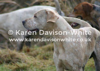 img_3806suffolk-foxhound-gambler-kdwimage