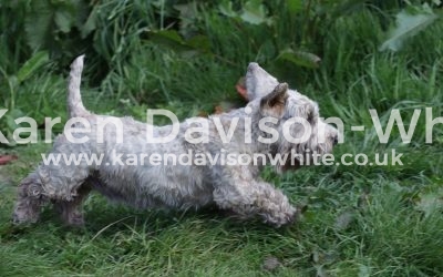 Working Sealyhams and Ilmer Terriers