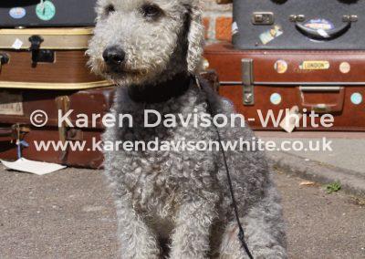 img_4089packed-for-pawtugal-karendavisonwhite-co-uk