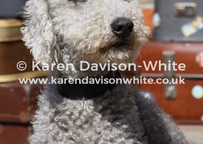 img_4090bedlington-karendavisonwhite-co-uk