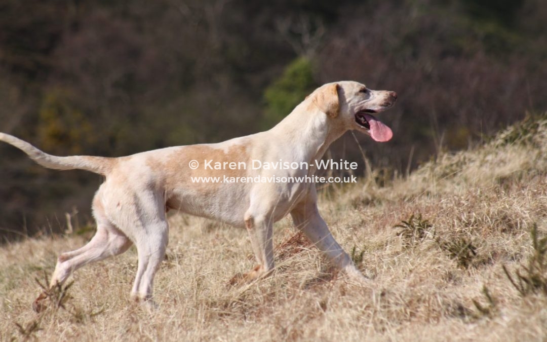 Exmoor Foxhounds 27.3.19