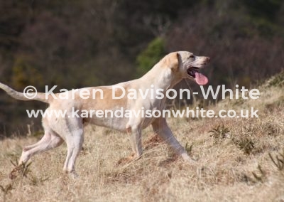 IMG_4344Exmoor Moses karendavisonwhite