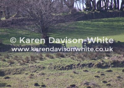 IMG_4377EFH kdw
