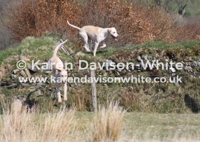 IMG_4412Exmoor athleticism karendavisonwhite