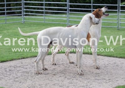 IMG_4607Monarch and Starter