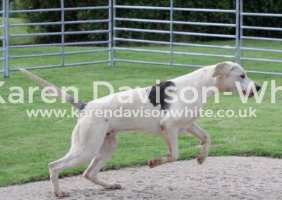 IMG_4611Stagger by G&R Stilton '14