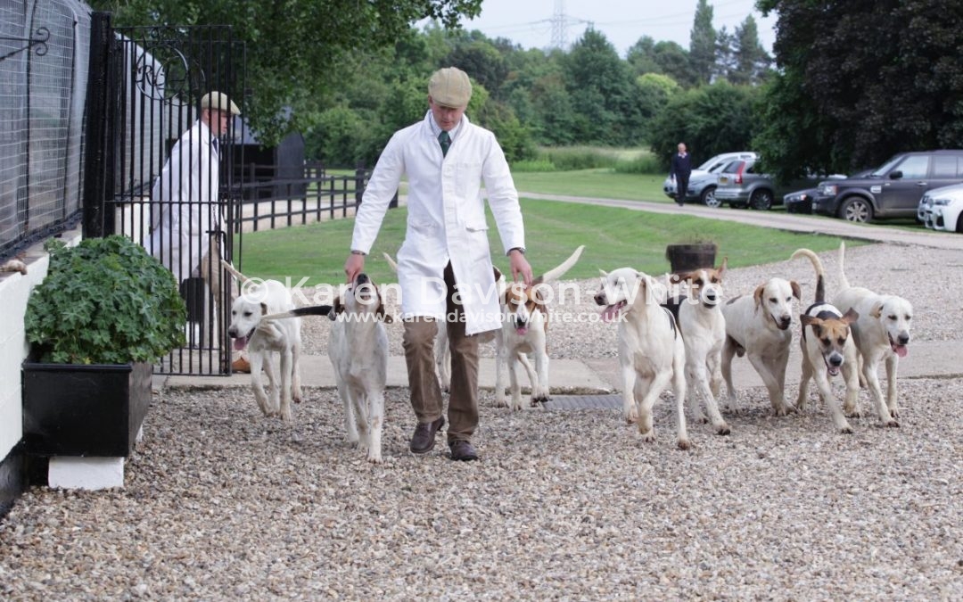 West Norfolk Foxhounds young entry 7.6.18