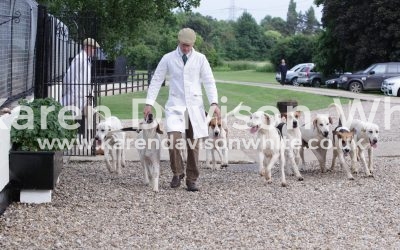 West Norfolk Foxhounds young entry 7.6.18