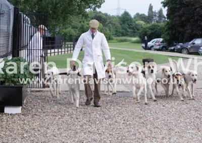 IMG_4621wnfh dog hounds young entry karendavisonwhite