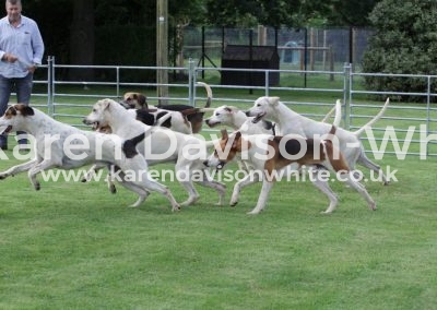 IMG_4623wnfh dog hounds