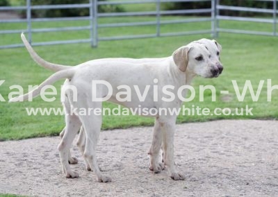 IMG_4648By G&R Stilton '14 Starter & Starling