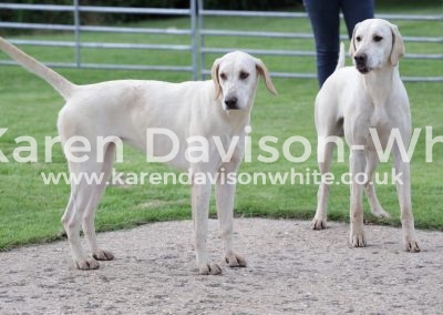 IMG_4656Money brn ears by Cottesmore Moleskin'15 & Stobborn by G&R Stilton '14