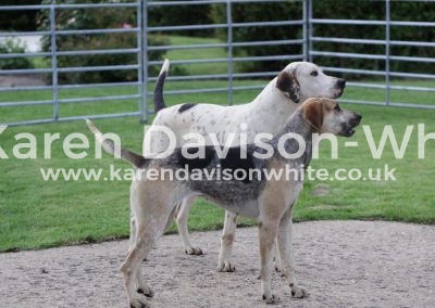 IMG_4685Stormer G&R Stilton '14 - Dovecote '14 Beckon G&R Bellman '13 - Rosy '13 kdwimage