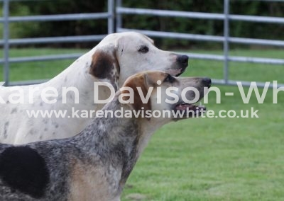 IMG_4686Stormer by G&R Stilton '14 - Dovecote '14 Beckon G&R Bellman '13-Rosy'13