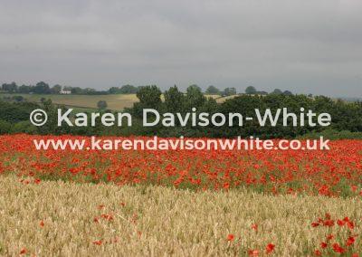 img_4765poppy-field-kdw