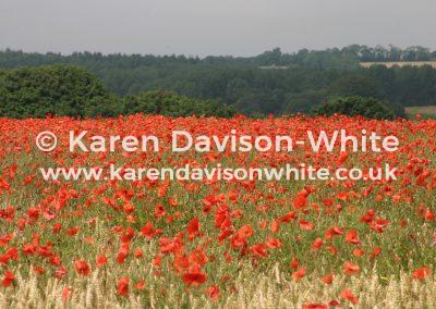 img_4766poppies-karendavisonwhite-co-uk