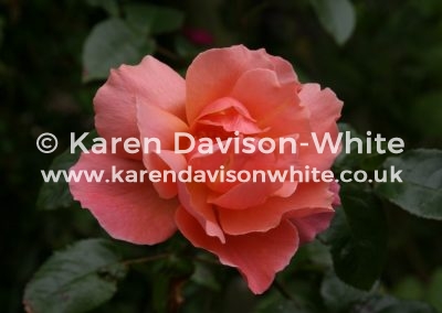 IMG_4771COPYRIGHT KARENDAVISONWHITE.CO.UK