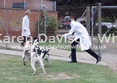 IMG_4791Peacock and Badger