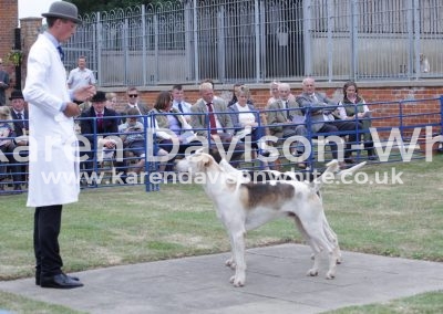 IMG_4796Peacock and Badger (2nd)