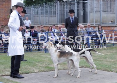 IMG_4798Peacock and Badger