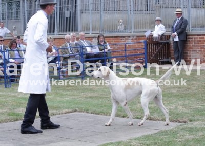 IMG_4808Bugle (Farthing '13 - Bula '14