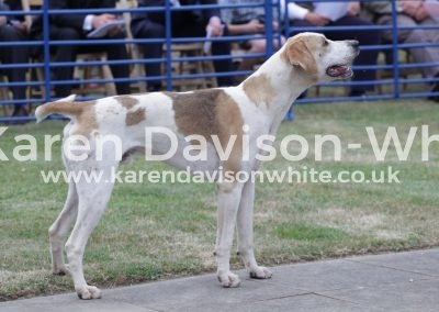 IMG_4815Factor (Dandy '15 - Favour '13 placed 3rd