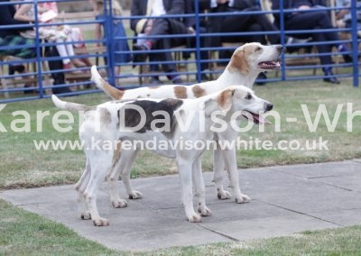 IMG_4850Perfect Badger pied and Ruby