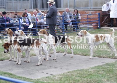 IMG_4865bitch hounds