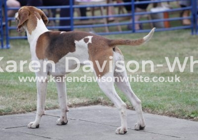 IMG_4869Rhapsody won championship