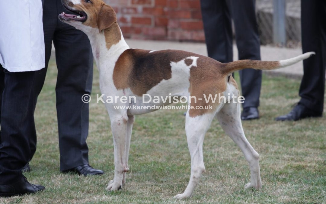 Thurlow Puppy Show 9.6.18 take two