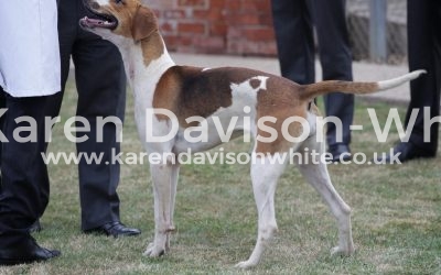 Thurlow Puppy Show 9.6.18 take two