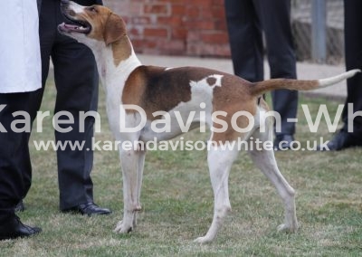 IMG_4877Champion Rhapsody